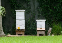 Entdecke die versteckten Bienenschwärme in deiner Stadt und probiere den köstlichen